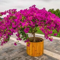 Barbara Karst Bougainvillea -Blooming Yard Barbera Karst Bougainvillea 5 f4868c53 9510 4e18 9d90 9065f6de5bb5