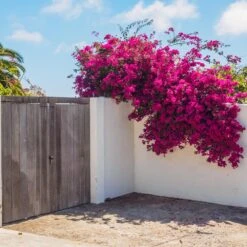 Barbara Karst Bougainvillea -Blooming Yard Barbera Karst Bougainvillea 6 c383ecd8 4080 408c 9662 c67fa8114574