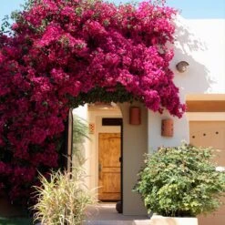 Barbara Karst Bougainvillea -Blooming Yard Barbera Karst Bougainvillea 9 f609a9e0 2c3a 435b b6e7 05bbc8e5e7c8