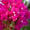 Barbara Karst Bougainvillea -Blooming Yard Barbera Karst Bougainvillea FGT 600x600 0df72a01 a827 4b46 985b 0296e921eb86