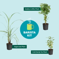 Sugar Cane -Blooming Yard Barista Kit Graphic f298d41d 128a 4dc2 a461 78b7808929c2