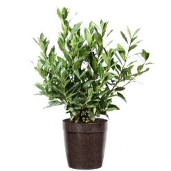 Bay Laurel -Blooming Yard Bay Laurel 3G Delilah Brown pot
