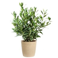 Bay Laurel -Blooming Yard Bay Laurel 3G Delilah Tan pot