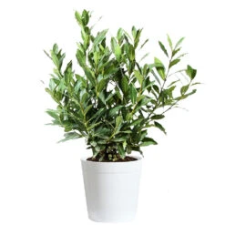 Bay Laurel -Blooming Yard Bay Laurel 3G Delilah White pot