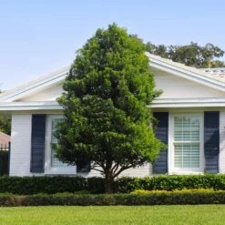 Bay Laurel - USDA Organic -Blooming Yard Bay Laurel Shrub FGT 4