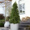 Bay Laurel Tree -Blooming Yard Bay Laurel Tree Saratoga 2 600x600 af3ff32b 465d 4a2e a124 03484c3fdd39