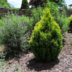 Berckman's Gold Arborvitae -Blooming Yard Berckmans Arborvitae 1 FGT