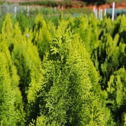 Berckman's Gold Arborvitae -Blooming Yard Berckmans Arborvitae 8