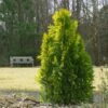 Berckman's Gold Arborvitae -Blooming Yard Berckmans Arborvitae FGT 600x600 ce6c5eef 9b4c 4e6a b08d bfba171097c6