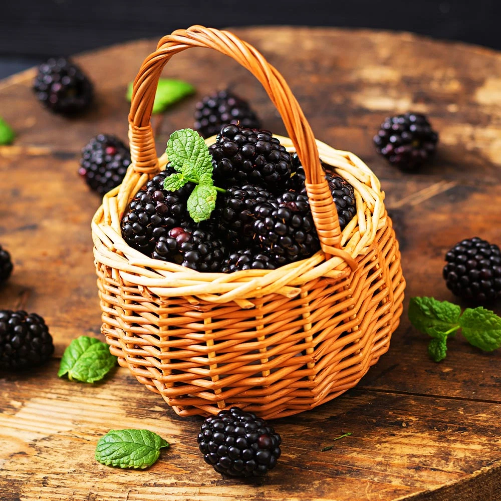 Big Daddy Blackberry Bush 4 Big Daddy Blackberry Bush - Image 2