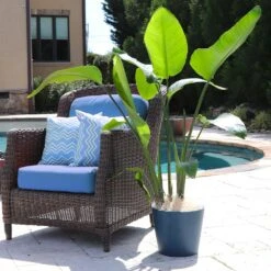 Bird Of Paradise - Orange -Blooming Yard Bird of Paradise 5 FGT