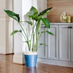 Bird Of Paradise - Orange -Blooming Yard Bird of Paradise 9