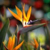 Bird Of Paradise - Orange -Blooming Yard Bird of Paradise FGT 600x600 45c0b3af 61f2 4c68 bd5b 0a844cfb7027