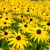 Goldsturm Black-Eyed Susan -Blooming Yard Black eyed susan FGT 600x600 5fc5fa90 ed69 40ca 80f8 1dc960e2fcde