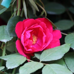 Blaze Improved Climbing Rose -Blooming Yard Blaze Improved Rose 3 FGT