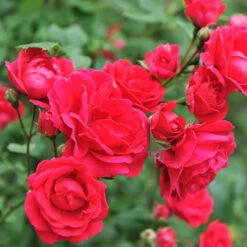 Blaze Improved Climbing Rose -Blooming Yard Blaze Improved Rose 5 FGT