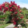 Blaze Improved Climbing Rose -Blooming Yard Blaze Improved Rose FGT 600x600 b2fbfbe8 bbd0 4985 ace0 aacc40d6061d