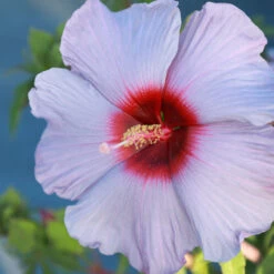 Summer Spice® Hardy Hibiscus Bleu Brulee™ -Blooming Yard Bleu Brulee Hibiscus 1