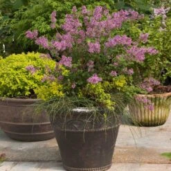 Bloomerang® Lilac Shrub -Blooming Yard Bloomerang Lilac Shrub 1