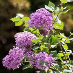Bloomerang® Lilac Shrub -Blooming Yard Bloomerang Lilac Shrub 2