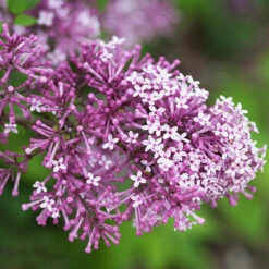 Bloomerang® Lilac Shrub -Blooming Yard Bloomerang Lilac Shrub 5 FGT