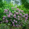 Bloomerang® Lilac Shrub -Blooming Yard Bloomerang Lilac Shrub 600x600 fbcbaec1 7351 48c4 b56f 15f2756df306