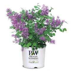 Bloomerang® Lilac Shrub -Blooming Yard Bloomerang Lilac Shrub 7 3G