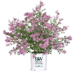 Bloomerang® Lilac Shrub -Blooming Yard Bloomerang Lilac Shrub 8 5G