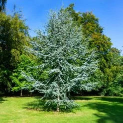 Blue Atlas Cedar Tree -Blooming Yard Blue Atlas Cedar 2