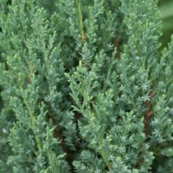 Blue Point Juniper -Blooming Yard Blue Point Juniper 3