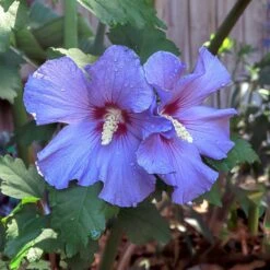 Azurri Blue Satin® Rose Of Sharon Althea Tree -Blooming Yard Blue Satin Rose Of Sharon Tree 2