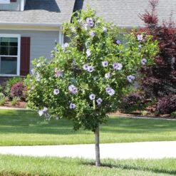 Azurri Blue Satin® Rose Of Sharon Althea Tree -Blooming Yard Blue Satin Rose Of Sharon Tree 3 44946843 a3ea 4054 b02e a6db3052ceb9