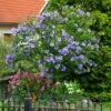 Azurri Blue Satin® Rose Of Sharon Althea Tree 1 Azurri Blue Satin® Rose Of Sharon Althea Tree -Blooming Yard Blue Satin Rose Of Sharon Tree 600x600 60de359b badf 4160 8f5d 202267acab41