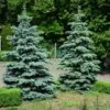 Blue Wonder Spruce Tree -Blooming Yard Blue Wonder Spruce 600x600 26193ce5 cb4c 4e46 8366 037a0a8f601d