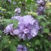 Blueberry Smoothie™ Rose Of Sharon Althea Tree -Blooming Yard Blueberry Smoothie Althea 350
