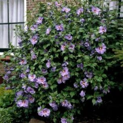 Bluebird Rose Of Sharon Hibiscus Shrub -Blooming Yard Bluebird Hibiscus 2