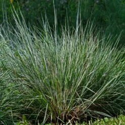 Blues Little Bluestem Grass 9 Blues Little Bluestem Grass -Blooming Yard Bluestem Grass The Blues 4