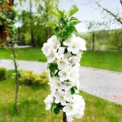 Blushing Delight™ Columnar Apple Tree -Blooming Yard Blushing Delight Columnar Apple 3