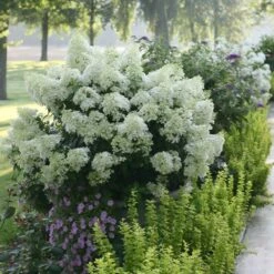 Bobo® Hydrangea Shrub -Blooming Yard Bobo Hyrangea 2 FGT