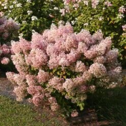Bobo® Hydrangea Shrub -Blooming Yard Bobo Hyrangea 4 FGT