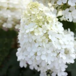 Bobo® Hydrangea Shrub -Blooming Yard Bobo Hyrangea 5