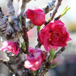 Bonanza Patio Peach Tree -Blooming Yard Bonanza Peach tree 4 FGT