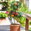 Bonanza Patio Peach Tree 2 Bonanza Patio Peach Tree -Blooming Yard Bonanza Peach tree FGT 600x600 83c19420 6371 443a 8b39 ed964c3d6525