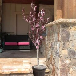 Bonfire Patio Peach Tree -Blooming Yard Bonfire Peach 9