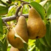 Bosc Pear Tree 2 Bosc Pear Tree -Blooming Yard Bosc pears 600x600 FGT f3cdc24f 4ee7 4db4 8f17 fc904cf59cd5