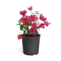 Barbara Karst Bougainvillea -Blooming Yard Bougainvillea Barbera Karst 6inch 68480f0d df5e 4cb0 b8d1 912b64b1b5ce