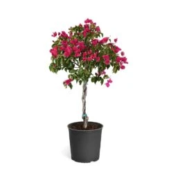 Barbara Karst Bougainvillea -Blooming Yard Bougainvillea Barbera Karst Tree 46e6ff16 c20a 427c 82cd c6d7d103fd68