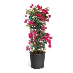 Barbara Karst Bougainvillea -Blooming Yard Bougainvillea Barbera Karst Trellis c50b3fdc 836a 4431 b642 46324d3f2616