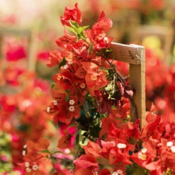 Sundown Orange Bougainvillea -Blooming Yard Bougainvillea Sundown 2 FGT