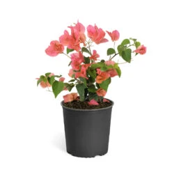 Sundown Orange Bougainvillea -Blooming Yard Bougainvillea Sundown 6qt